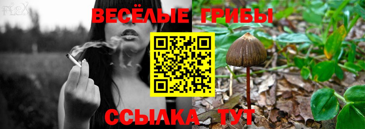 Псилоцибиновые грибы Psilocybe  Вход с VPN  Псилоцибиновые грибы Psilocybe  Сухой Лог 